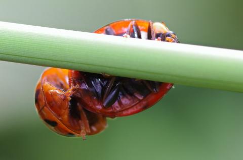 Accouplement Harmonia axyridis