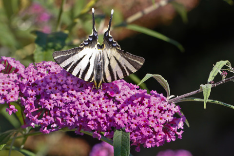 Iphiclides podalirius