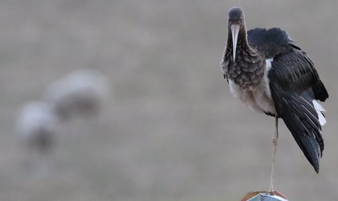 Jeune cigogne noire - Val Sambon - Bornay Bas - entre Hauteroche et Flavigny - la semaine du 24 au 30 septembre 2018 