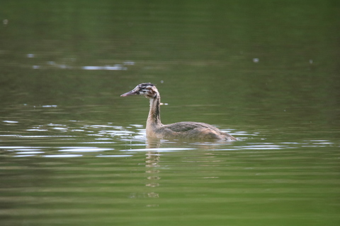 Grèbe huppé - Podiceps cristatu