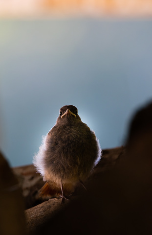 jeune rougequeue en attente de sa maman