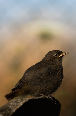 jeune rougequeue
