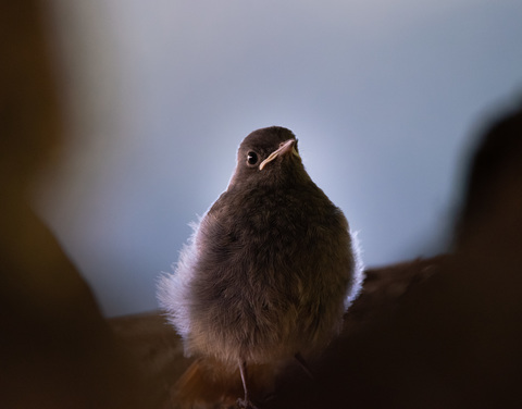 jeune rougequeue