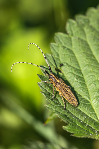 Saperde à pilosité verdâtre, Agapanthia villosoviridescens