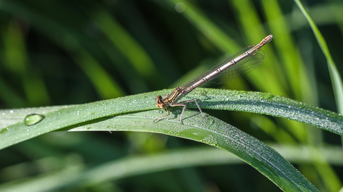 L'Agrion à larges pattes - Platycnemis pennipes