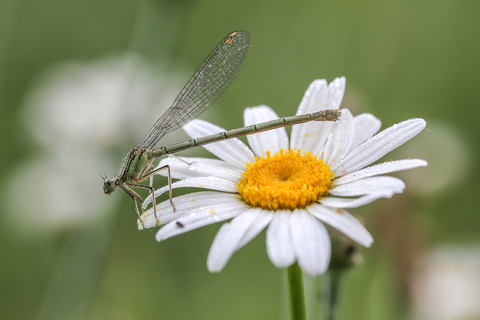 L' Agrion à larges pattes - Platycnemis pennipes