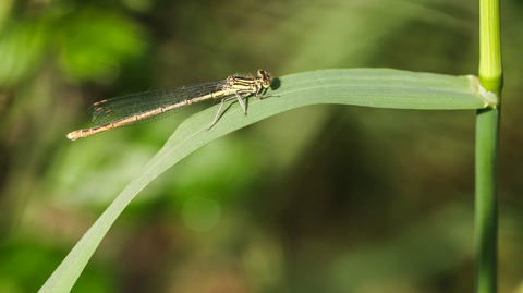 L' Agrion à larges pattes - Platycnemis pennipes