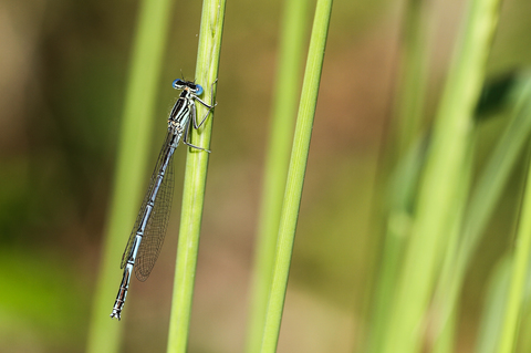 L' Agrion à larges pattes - Platycnemis pennipes