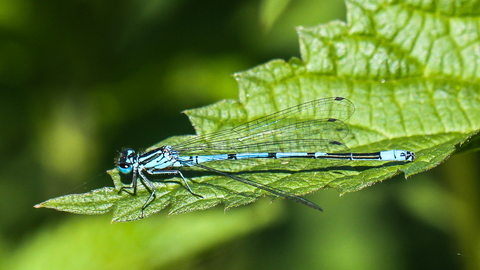 L' Agrion jouvencelle - Coenagrion puella