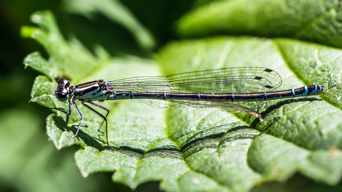 L' Agrion jouvencelle - Coenagrion puella