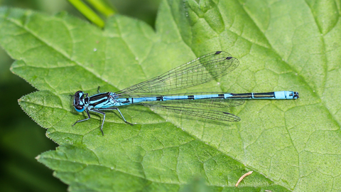 L' Agrion jouvencelle - Coenagrion puella