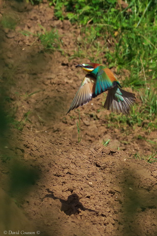 Guêpier d'Europe - Merops apiaster