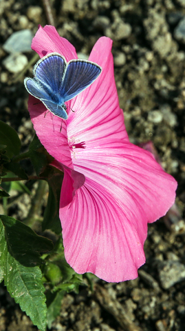 l'Azuré de la Bugrane