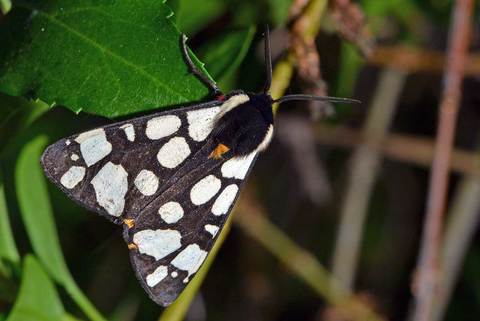 L'Ecaille fermière (Epicallia villica)