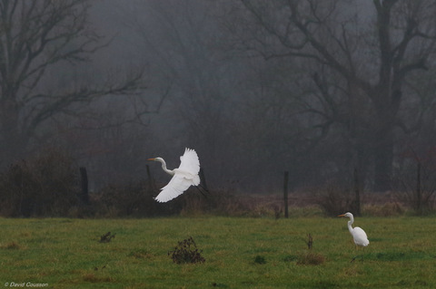 Grande aigrette - Ardea alba