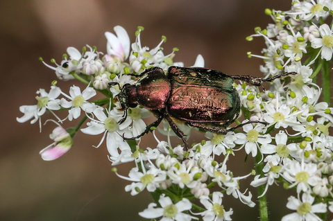La Cétoine dorée - Cetonia aurata