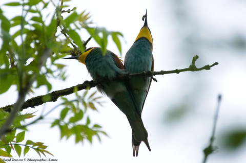 Guêpier d'Europe - Merops apiaster