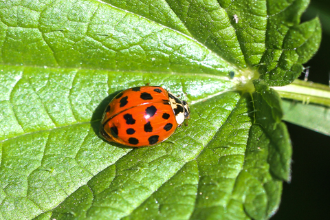 La Coccinelle asiatique - Harmonia axyridis