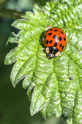 La Coccinelle asiatique - Harmonia axyridis