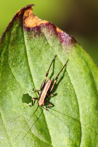 La Decticelle cendrée - Pholidoptera griseoaptera