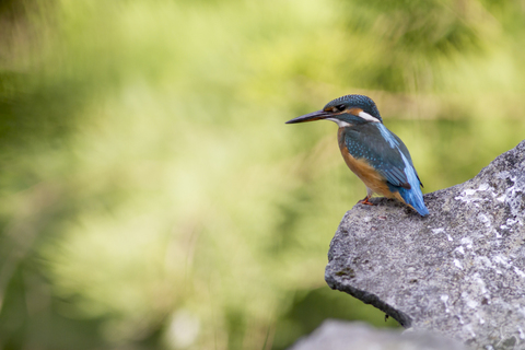 La flêche bleue