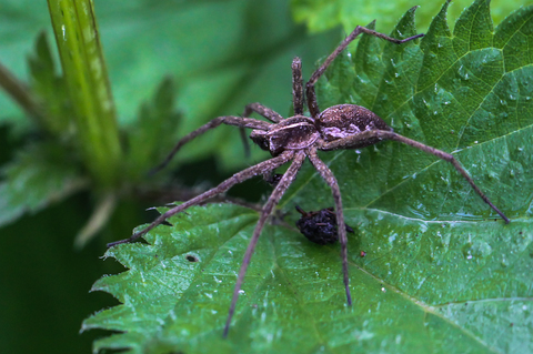 la Pisaure admirable - Pisaura mirabilis