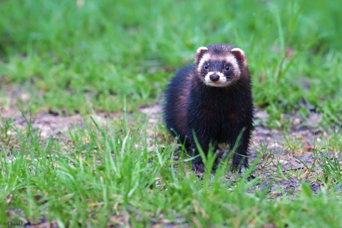 Putois d'Europe - Mustela putorius 