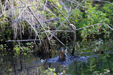 La sortie de l'eau de Mr Martin