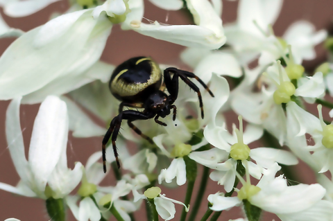 La Thomise Napoléon - Synema globosum