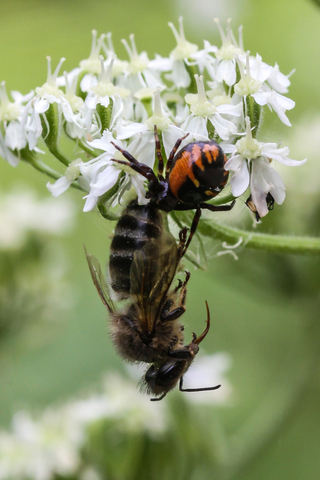 La Thomise Napoléon - Synema globosum