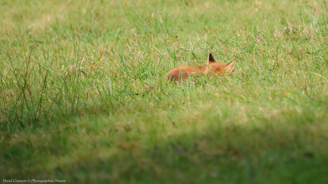 Renard roux - Vulpes vulpes