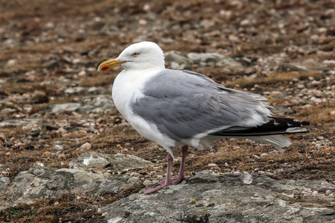 Larus argentatus