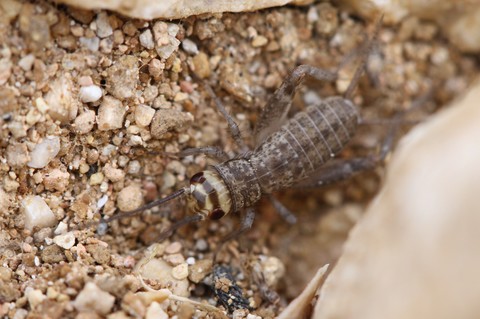 Eumodicogryllus bordigalensis