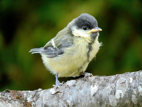 Le 5 Mai 2019 : quel plaisir d'assister à la 1ère sortie du nichoir : mésange charbonnière juvénile (Parus major) à Corpeau (21)