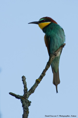 Guêpier d'Europe - Merops apiaster