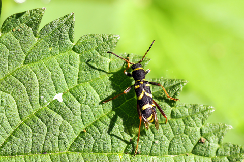 Le Clytre bélier, Clytus arietis