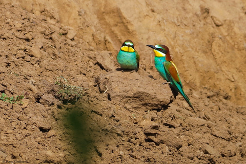 Guêpier d'Europe - Merops apiaster
