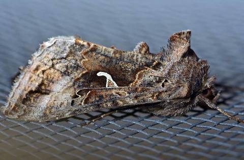 Le Gamma - Autographa gamma