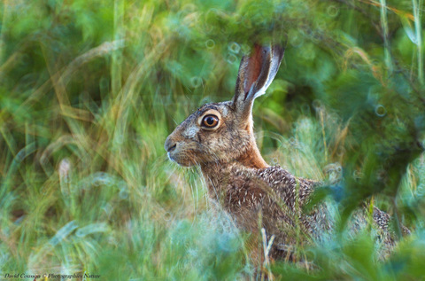 Lièvre d'Europe - Lepus europaeus