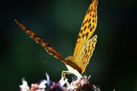 Le papillon petit nacré 
