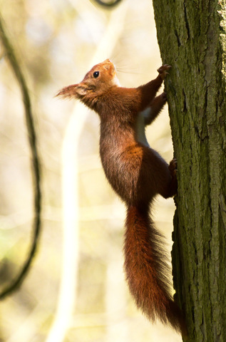 Ecureuil roux - Sciurus vulgaris