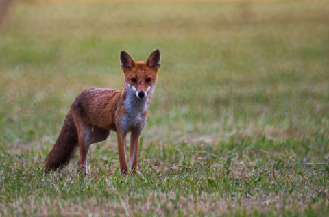 Renard roux - Vulpes vulpes