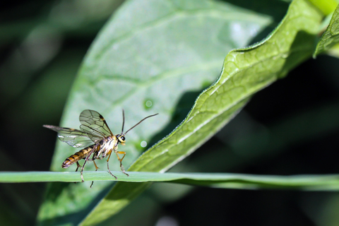 Leptidea sinapis