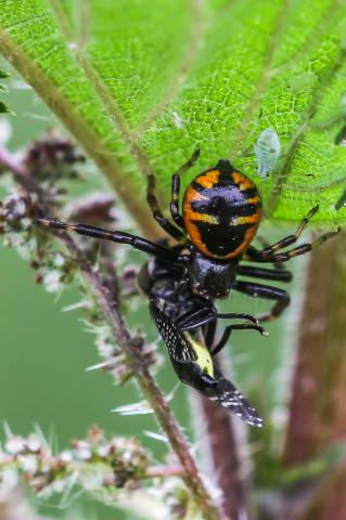 Synema globosum