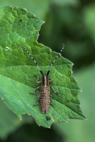 Agapanthia villosoviridescens