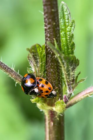 Couple de Coccinelle asiatique (Harmonia axyridis)