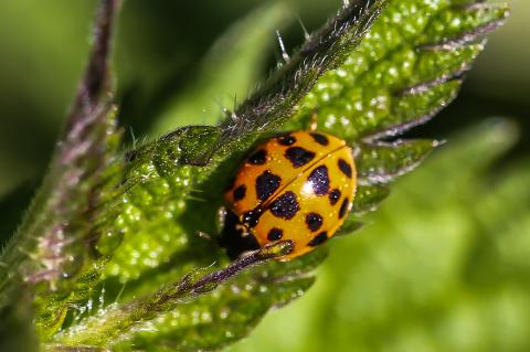 Harmonia axyridis