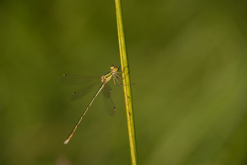 Leste sauvage (Lestes barbarus)