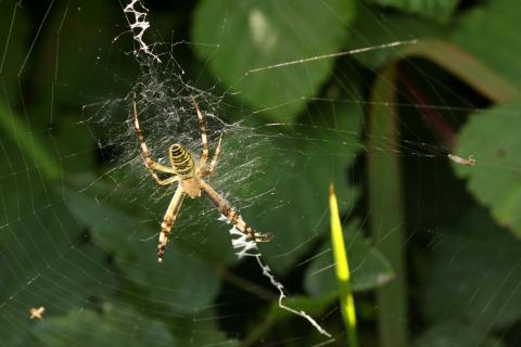 Argiope bruennichi