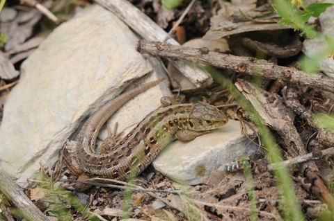 Lézard des souches - Lacerta agilis